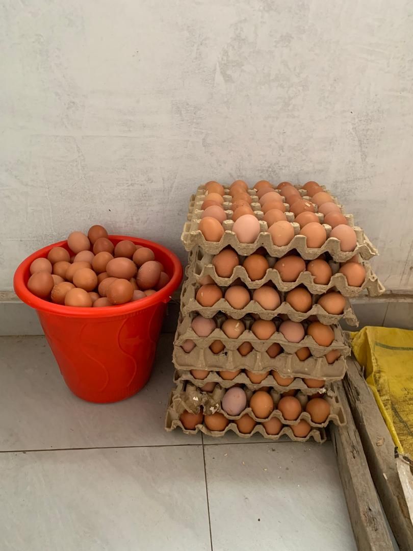 One Egg Per Child
